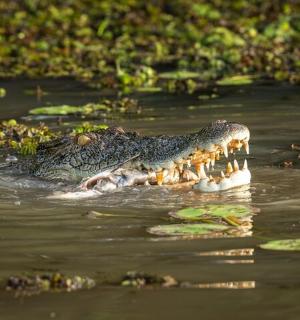 a crocodile in the water with its mouth open