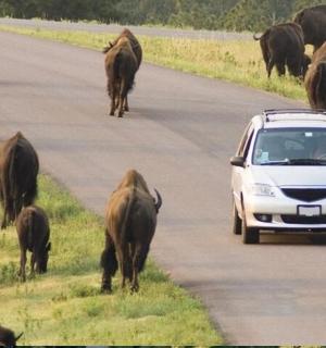 a herd of cows walking down a road with a car