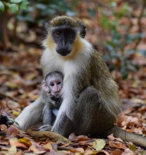 egy majom és egy bébi majom ül a levelek között