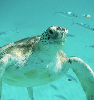 egy zöld teknős úszik a vízben halakkal