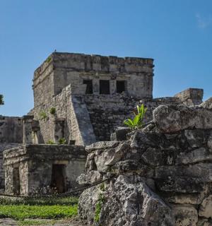 一座古老的石头建筑，上面有一株植物