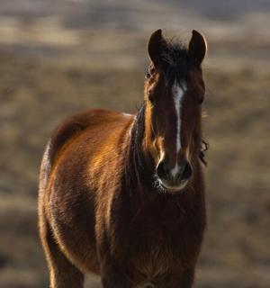 一匹棕色的马站在田野里