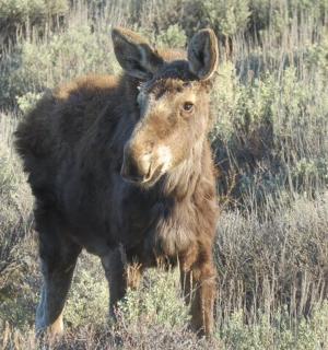 一只棕色和黑色的动物站在田野里