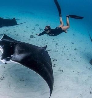 一名女子在海里与黄貂鱼一起游泳