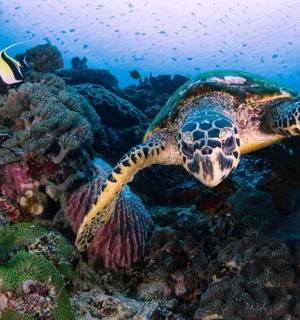 a turtle swimming over a coral reef