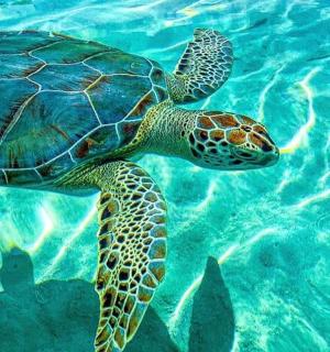 a green sea turtle swimming in the water