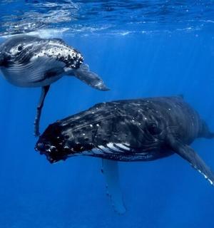 una balena i un ocell nedant a l'aigua