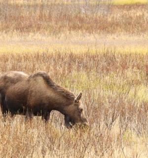 hnědé zvíře pasoucí se na poli s vysokou trávou