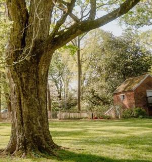 velký strom před domem