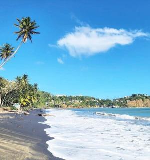 ชายหาดที่มีต้นปาล์มสองต้นและมหาสมุทร