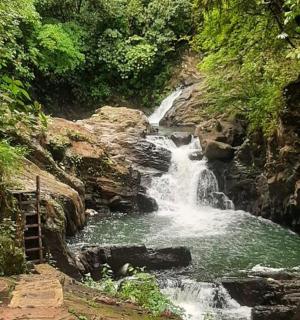 森林中河流中央的瀑布