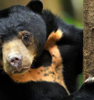a black bear is standing on a tree