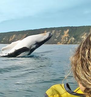 a whale is jumping out of the water