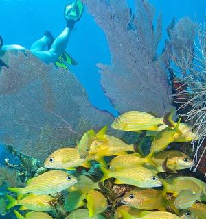 在珊瑚礁附近的水中游泳的人