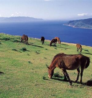 a group of horses grazing on a hill near the water