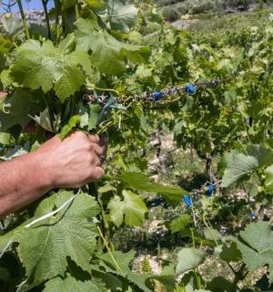 a man is picking grapes from a plant