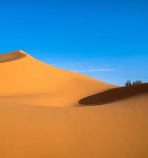 沙漠中的沙丘,上面有一棵树