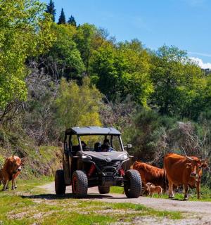 一个人开着拖拉机在土路上行驶,路上还有牛