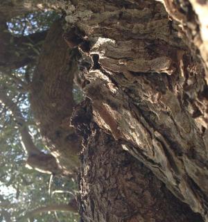 a close up of the bark of a tree