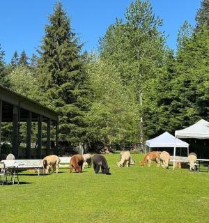 skupina zvířat pasoucích se v trávě poblíž budovy
