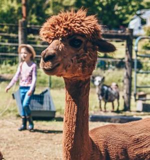una nena petita mira una llama marró