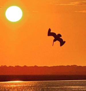 a bird flying over the water at sunset