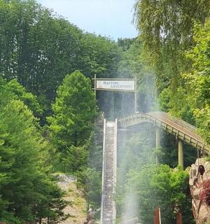 a bridge in the middle of a forest with trees