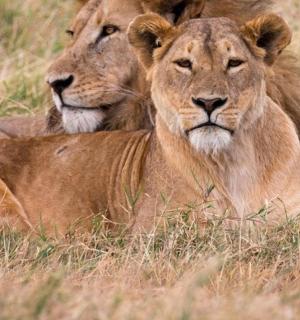 two lions laying in the grass in a field