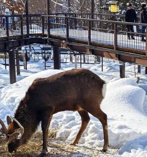 Jelen jí seno ve sněhu vedle mostu