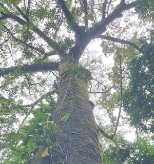 一棵高大的树，从树顶往上看