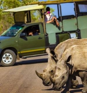 nosorožec přecházející silnici před vozidlem