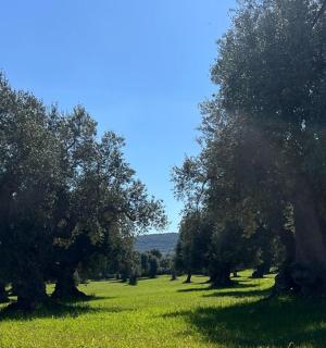 a row of trees in a field of grass