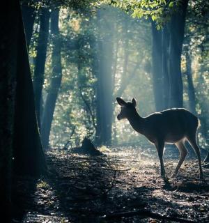 一只鹿站在森林中间
