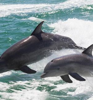 two dolphins playing in the water