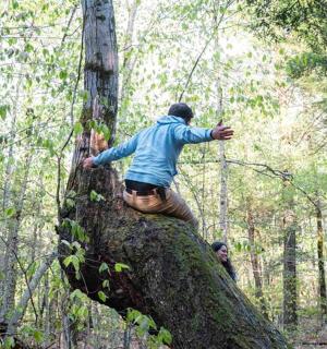 a man standing on top of a tree in the woods