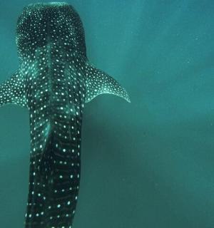 a whale shark swimming in the water