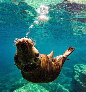 a seal swimming in the water in the ocean