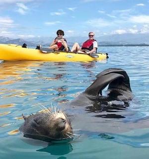 一对夫妇在皮划艇上，一只海豹在水中
