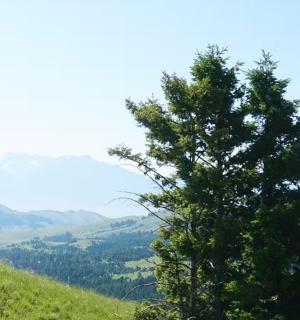 a pine tree on top of a hill with a view