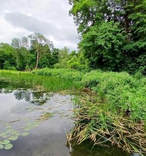 ein Gewässer mit Gras und Bäumen
