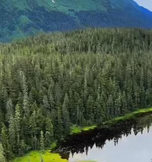 an aerial view of a lake in a forest