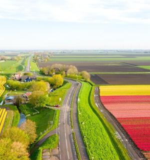 郁金香田的鸟瞰图