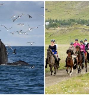 a group of people riding horses on the beach and birds