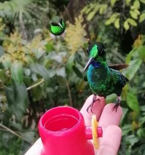 一个人把一只鸟放在一块食物上