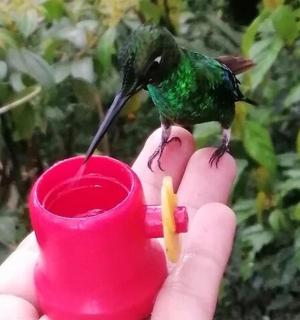 一只鸟站在拿着杯子的人的手上