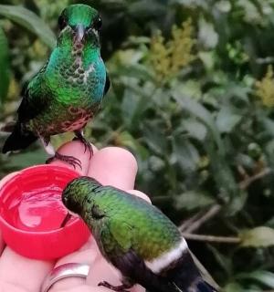 一只鸟站在一个人的手上,手里拿着一个红色的杯子