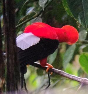 一只红黑色的鸟坐在树枝上