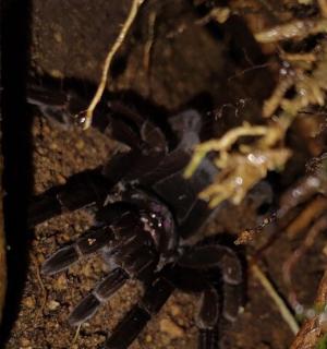 地面上蜘蛛的特写