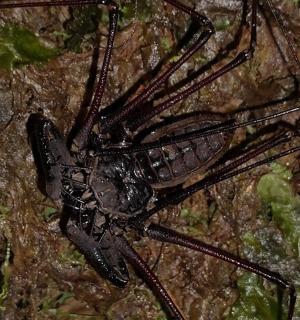 一只黑色的昆虫坐在岩石上