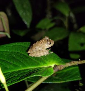 一只青蛙坐在一片绿叶上